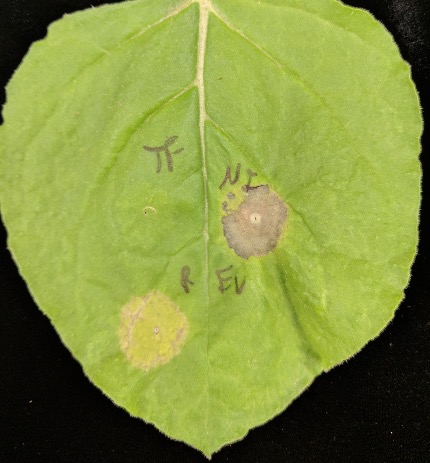 Agrobacterium infiltration of F. virguliforme effectors FvTox1 and FvNIS1